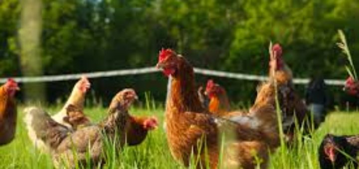 Chickens, keeping chickens, feeding chickens, cutting chicken food cost, naturally feeding chickens, chicken food,