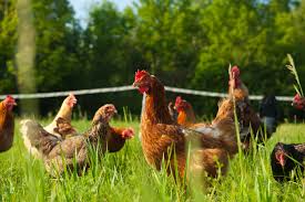 Chickens, keeping chickens, feeding chickens, cutting chicken food cost, naturally feeding chickens, chicken food,